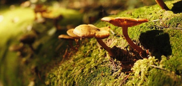 découvrez une échappée nature inoubliable, où la tranquillité des paysages verts et la beauté des panoramas vous invitent à explorer des sentiers enchanteurs et à vous reconnecter avec l'environnement.