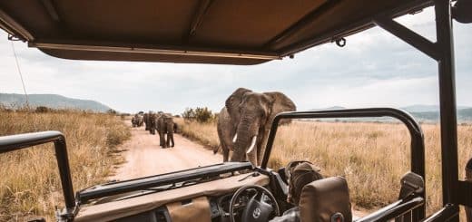 découvrez l'aventure ultime avec notre safari inoubliable à travers la faune sauvage, les paysages époustouflants et les expériences immersives en pleine nature. partez à la rencontre des animaux majestueux dans leur habitat naturel et créez des souvenirs mémorables.