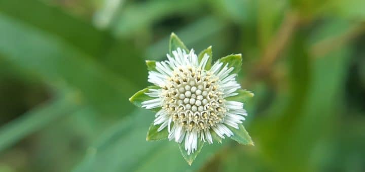 découvrez les bienfaits de la phytothérapie, une approche naturelle qui utilise les plantes pour préserver votre santé et améliorer votre bien-être. apprenez comment les remèdes à base de plantes peuvent soulager divers maux et promouvoir un mode de vie sain.